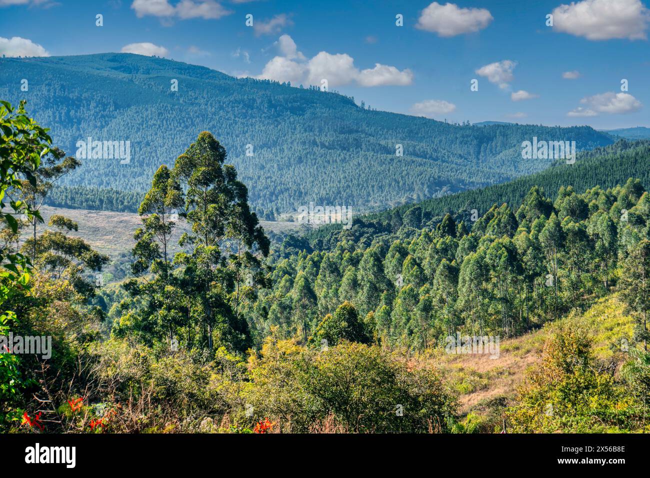 Landscape vista Berge in der Graskop Gorge, Provinz Mpumalanga östlich von Südafrika Stockfoto