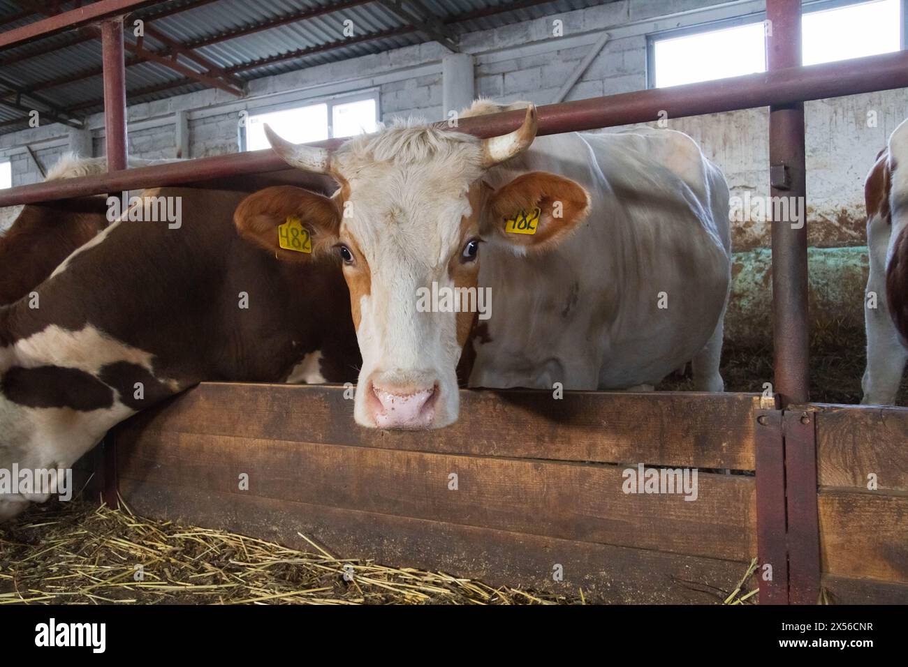 Eine Kuhherde auf einem Bauernhof. Viehbestand-Komplex. Rinderzucht. Stockfoto