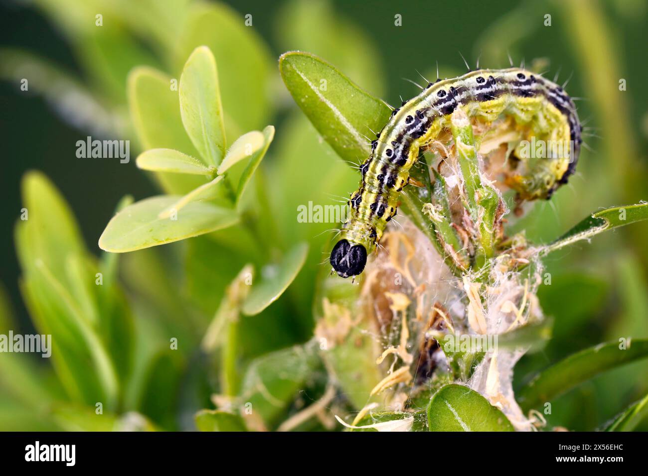 Raupe von Buchsbaummotte, cydalima perspectalis, auf Boxwood, Buxus sempervirens, Nahaufnahme eines zerstörten Buchsbaumzweigs mit grüner raupe Stockfoto