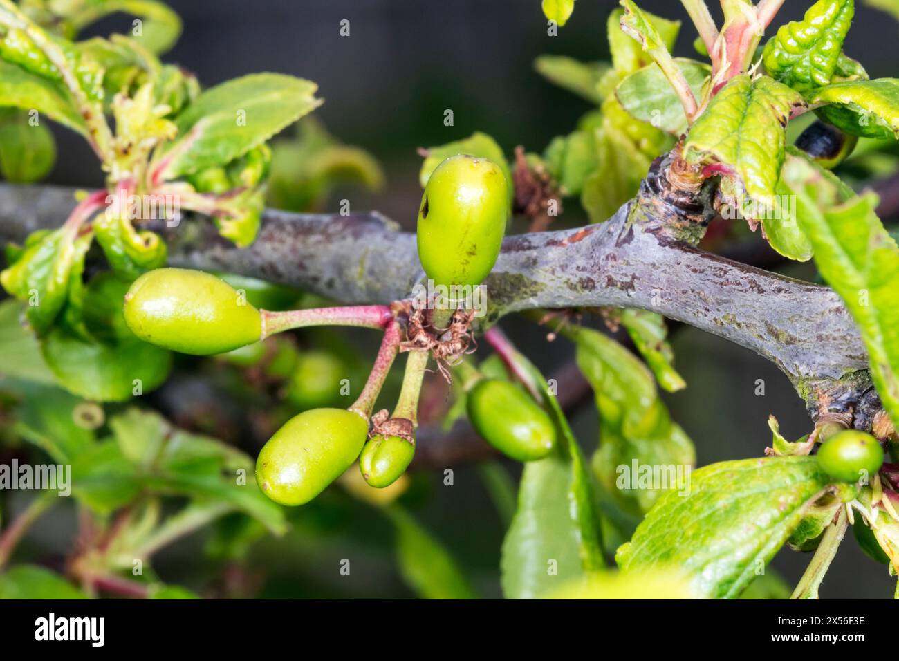 Frucht entwickelt sich auf Pflaumenbaum, Prunus domestica 'Burbank Giant Prune' im Mai, vor Juni Tropfen. Stockfoto