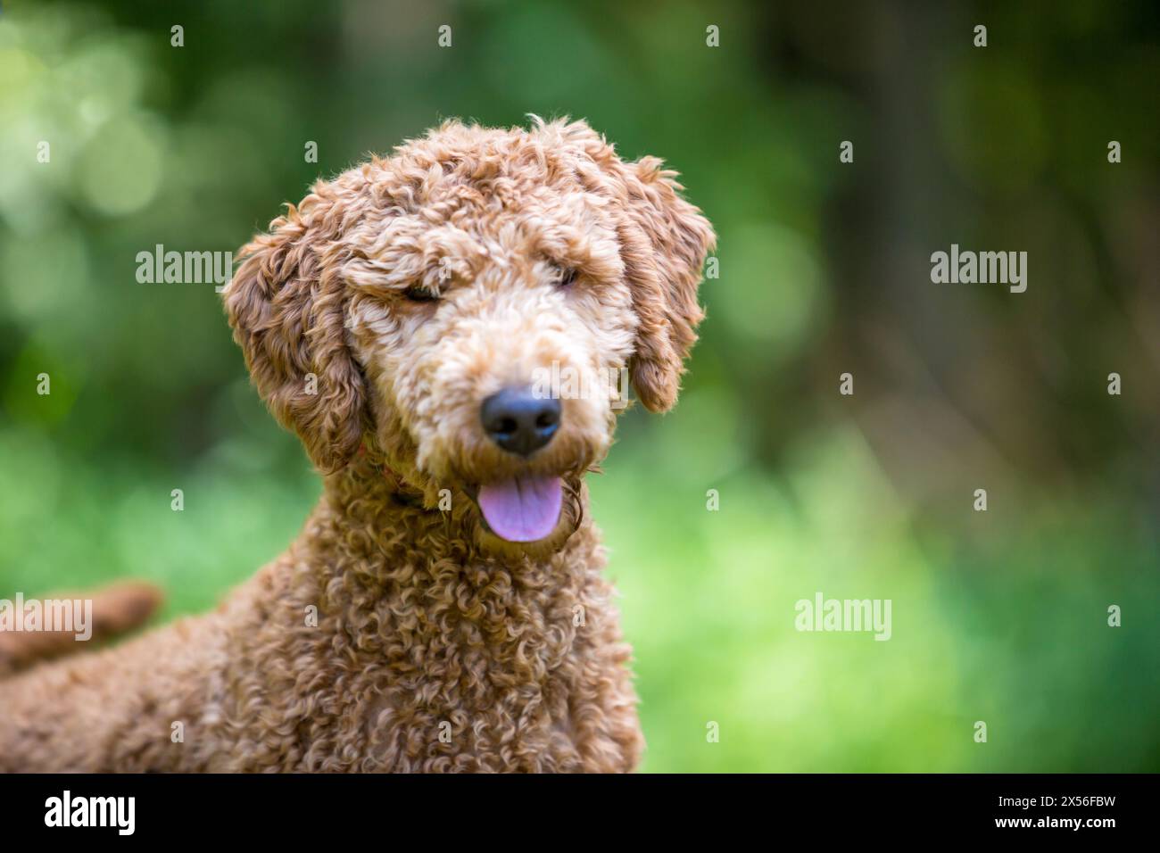 Ein Golden Retriever x Poodle Mischhund, auch bekannt als Goldendoodle Stockfoto
