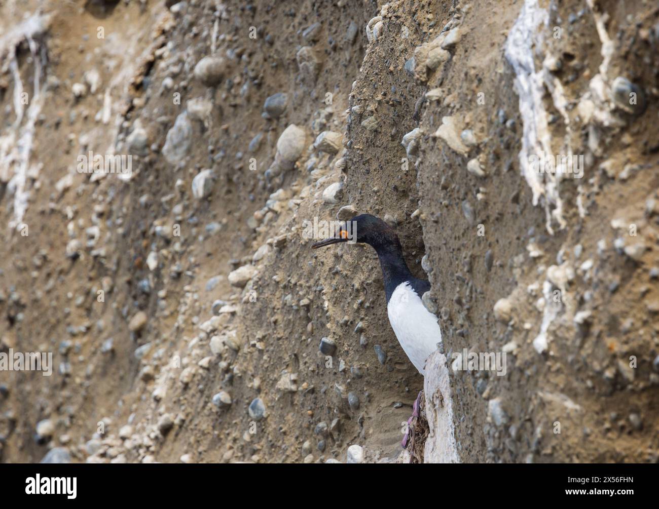 Kormoranvogel im Fels auf Magellan Sound Stockfoto