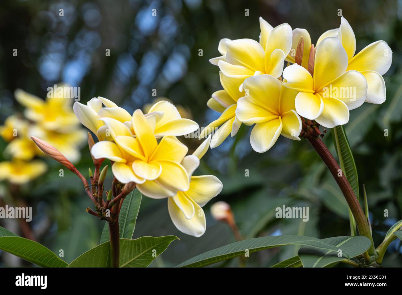 Wunderschöne und duftende Plumeria (auch bekannt als Frangipani) in Palm Beach County, Florida. (USA) Stockfoto