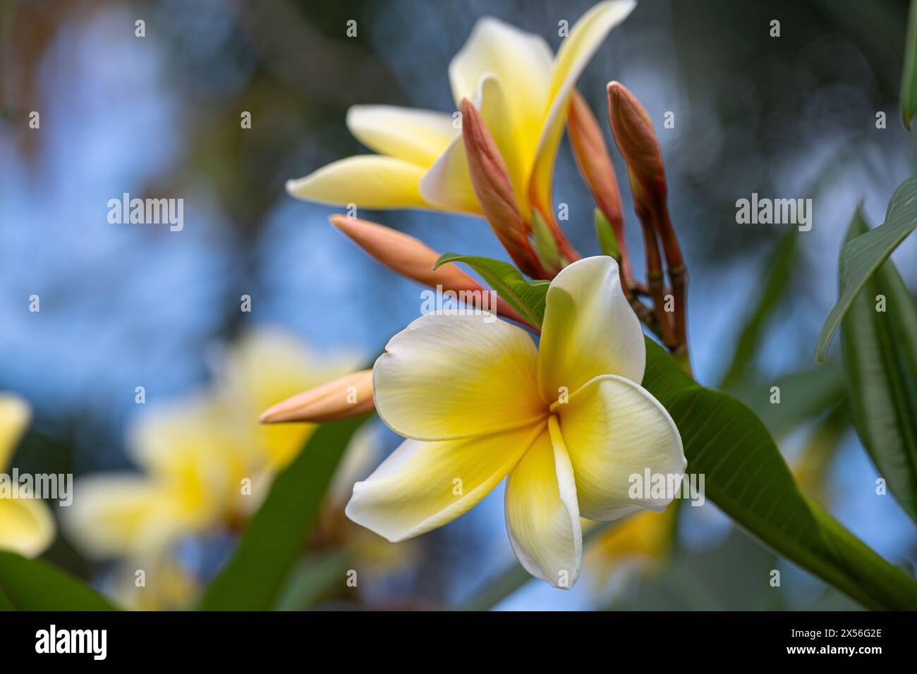 Wunderschöne und duftende Plumeria (auch bekannt als Frangipani) in Palm Beach County, Florida. (USA) Stockfoto