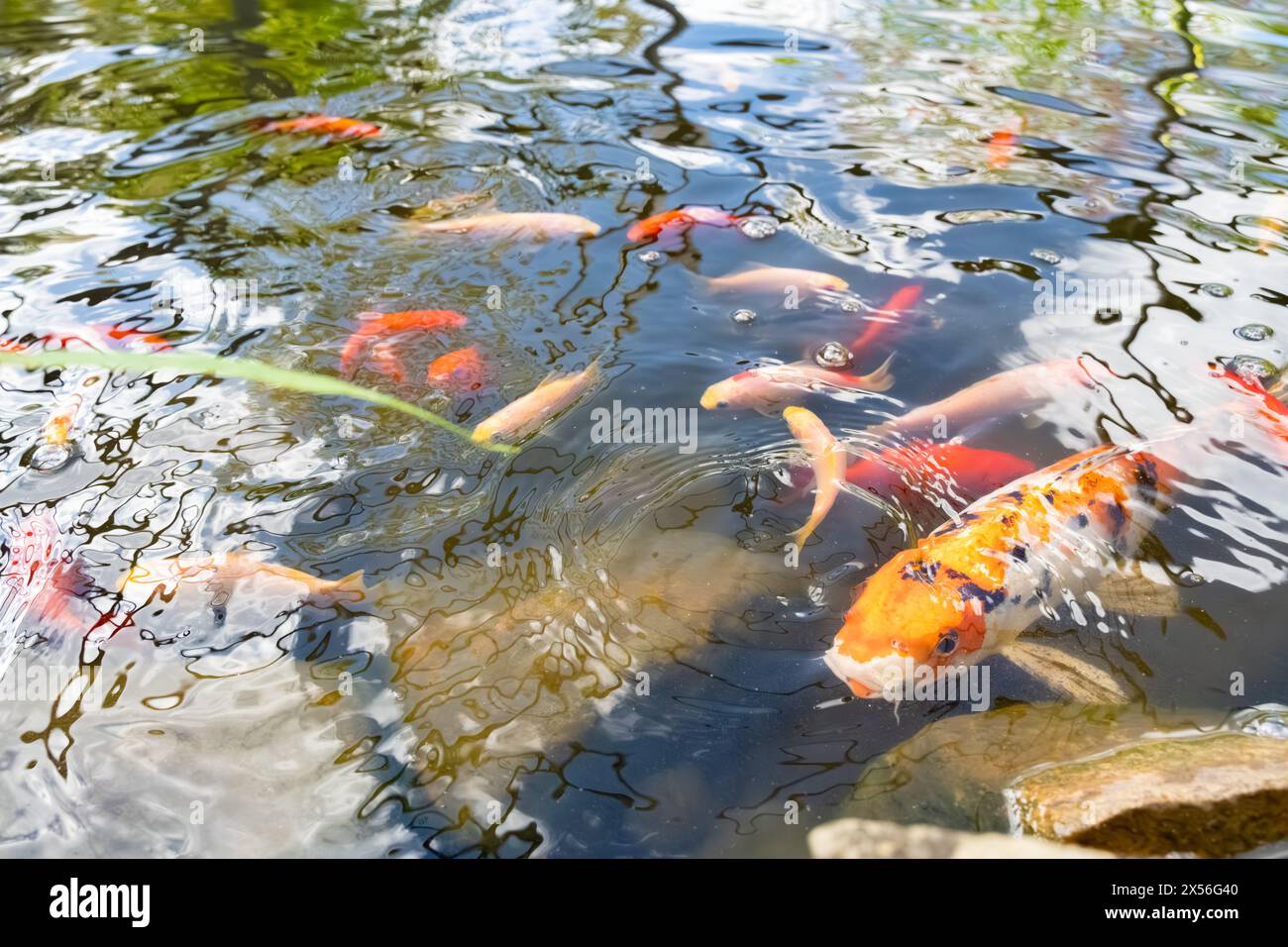 Koi-Teich in einem persönlichen Wohnsitz in Palm Beach County, Florida. (USA) Stockfoto