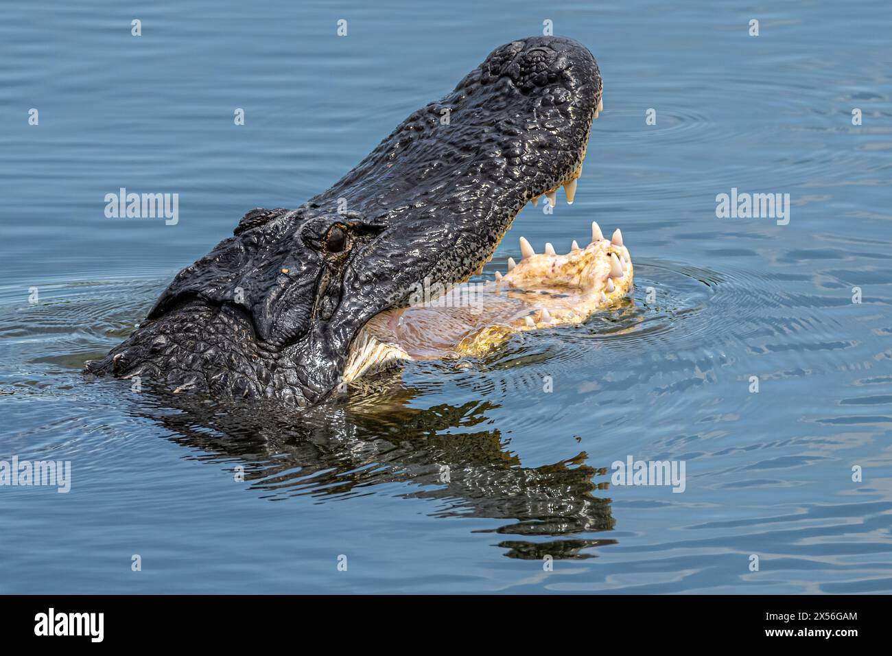 Der amerikanische Alligator öffnet seine Mündung, während er seinen Kopf im Sweetwater Wetlands Park entlang der Paynes Prairie in Gainesville, FL, aus dem Wasser hebt. (USA) Stockfoto