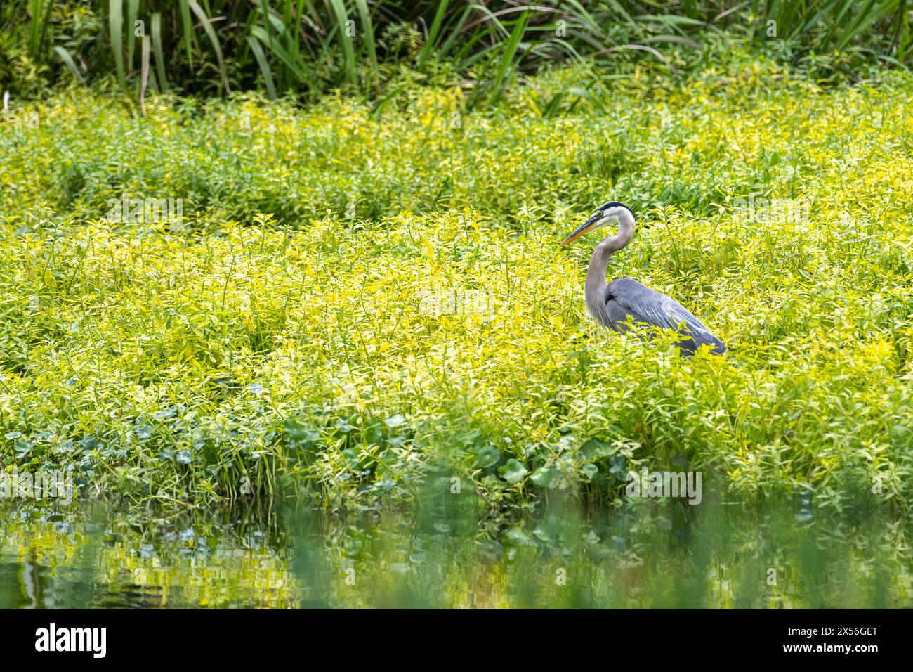 Großer Blaureiher (Ardea herodias) waten im Sweetwater Wetlands Park entlang der Paynes Prairie in Gainesville, Florida. (USA) Stockfoto