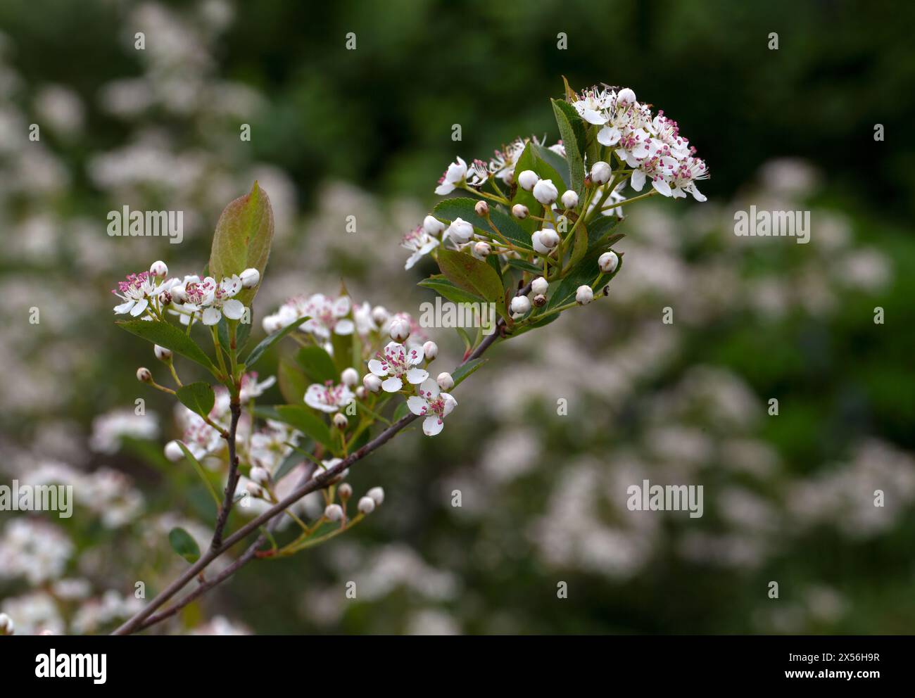Nahaufnahme der Blumen von Aronia melanocarpa 'Hugin' in einem Garten im Frühsommer Stockfoto