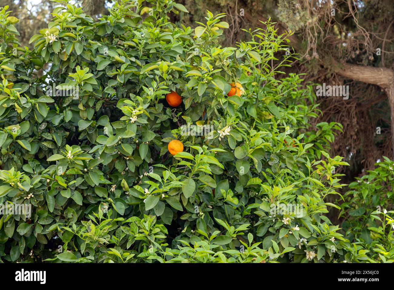 Orangenbaum, Athen, Griechenland. Stockfoto