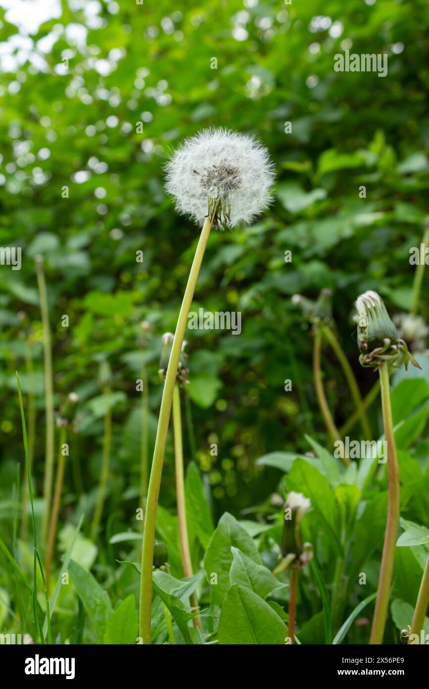 Die Schönheit des Löwenzahn Stockfoto