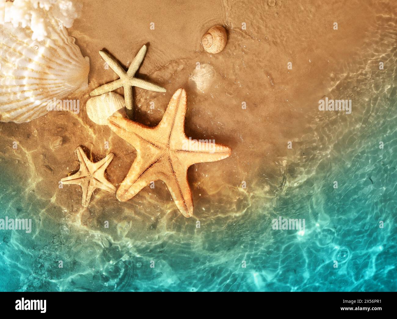 Seesterne und Muschel auf dem Sommer Strand im Meerwasser. Sommer Hintergrund. Sommer. Stockfoto