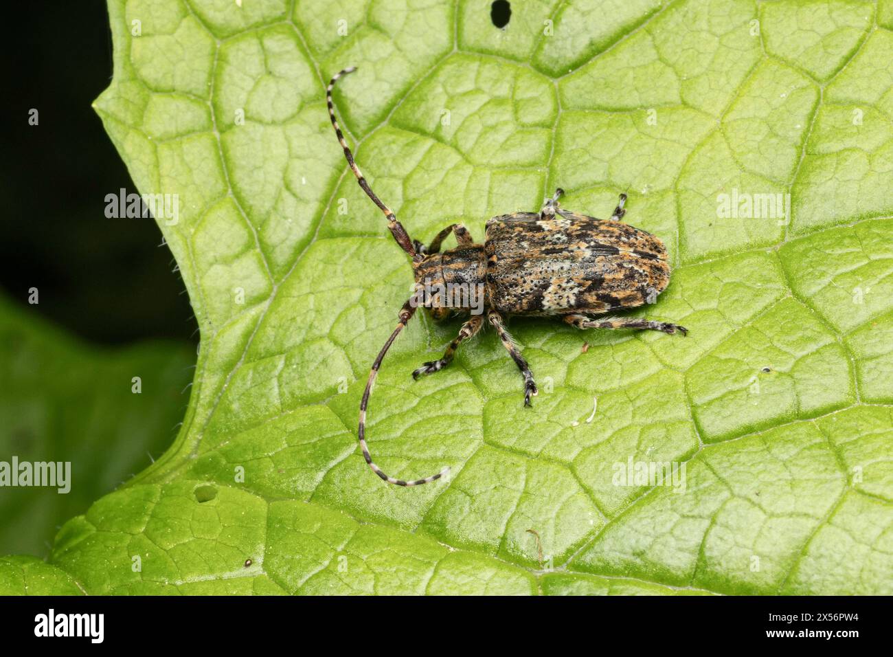 Longhorn Beetle on Leaf, UK Stockfoto