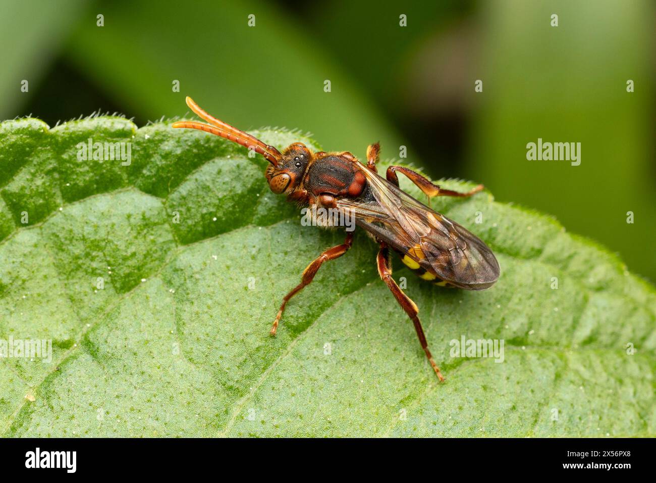 Nomada Bee Species, Großbritannien Stockfoto