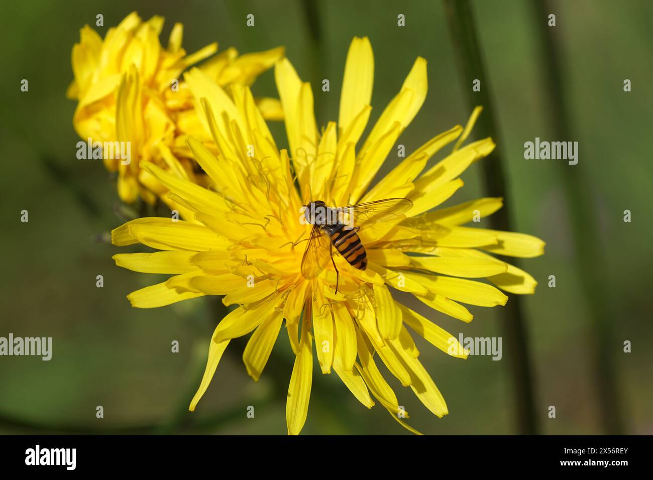 Marmelade hoverfly (Episyrphus balteatus) auf gelb blühendem rauen Karettbart (Crepis biennis). Frühling, Mai, Niederlande Stockfoto