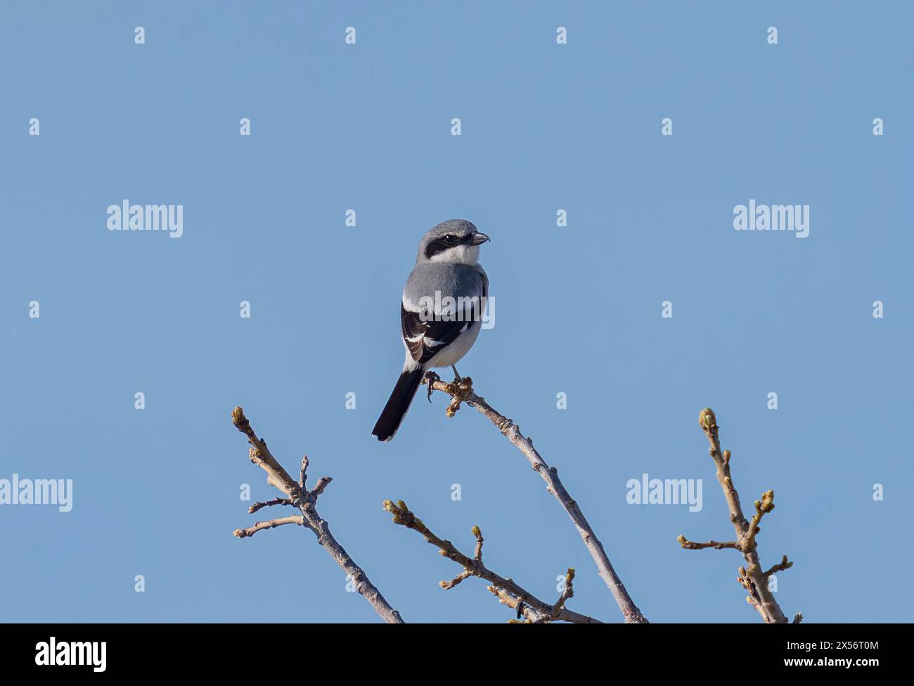 Ein Karettkopf-Shrike-Vogel in Colorado, von hinten gesehen, den Betrachter auf einem Ast ansieht. Stockfoto