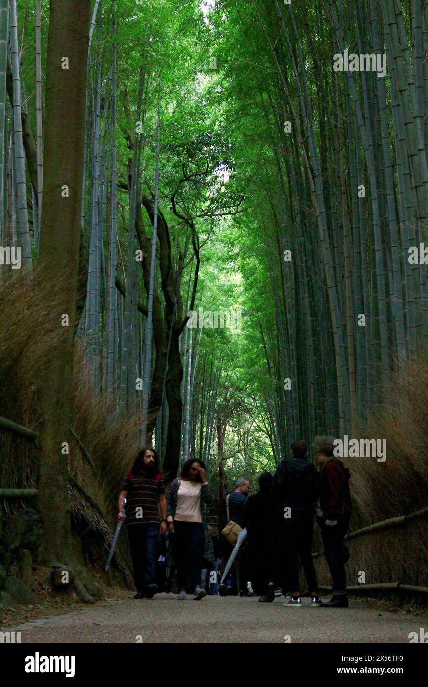 Das tägliche Leben in Japan Ein Bambuswaldpfad in Arashiyama, Kyoto, der von ausländischen Touristen besucht wird Stockfoto