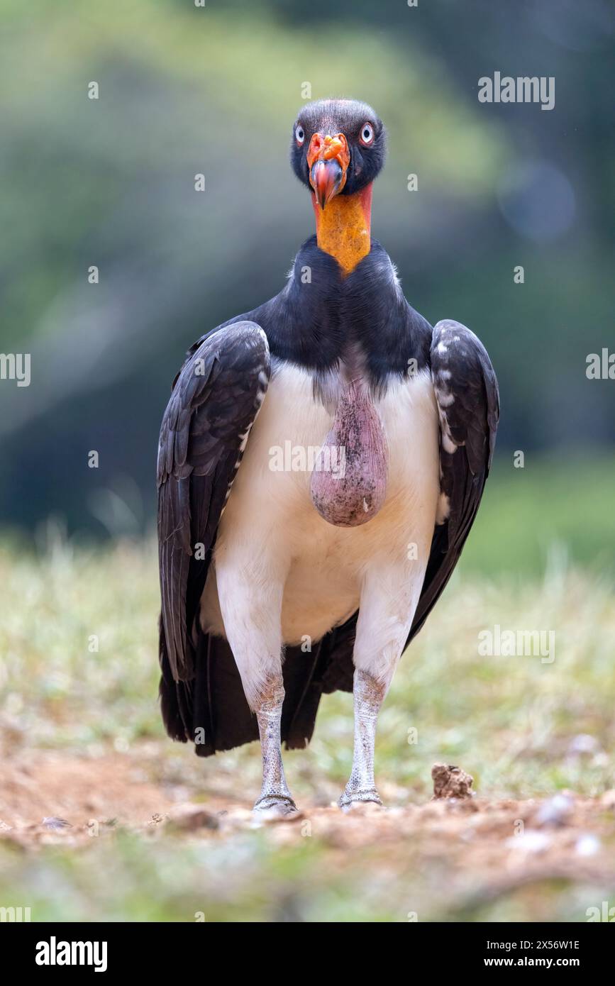 Königsgeier (Sarcoramphus Papa) Jugendlicher - La Laguna del Lagarto Eco-Lodge, Boca Tapada, Costa Rica Stockfoto