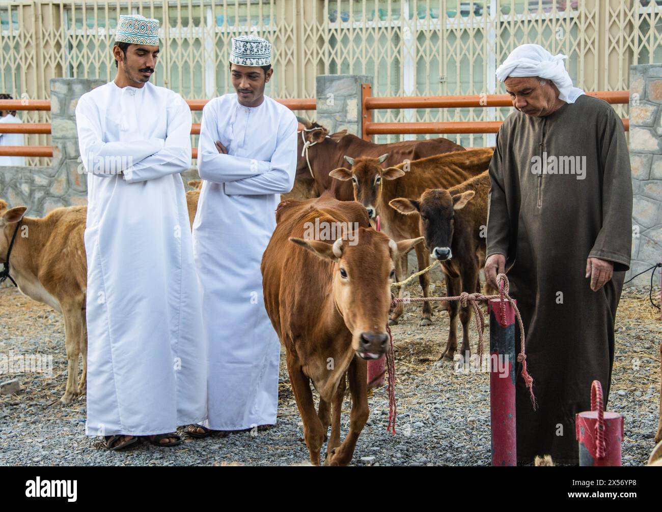 Szenen vom Nizwa Ziegenmarkt, Nizwa, Oman Stockfoto