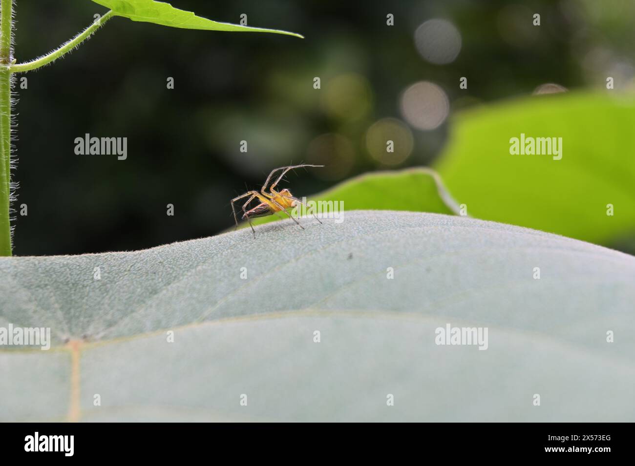 Die Seitenansicht einer gestreiften Luchsspinne (Oxyopes salticus) mit zwei hochgezogenen Beinen sitzt auf der Oberfläche eines großen Blattes Stockfoto