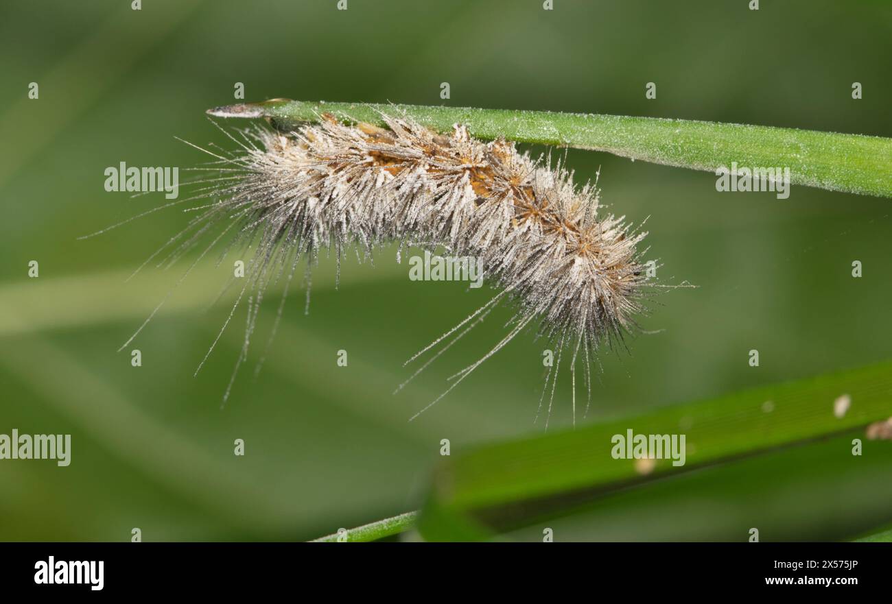 Salzmotte raupe (Estigmene acrea) Insekt tot auf Pflanzennatur Springzeit Schädlingsbekämpfung Landwirtschaft. Stockfoto