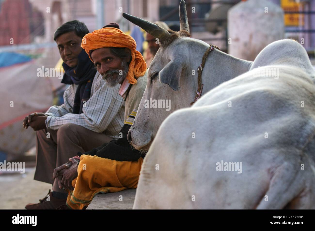 Zwei Männer sitzen neben einem brahmanischen Stier in Varanasi, Indien. Stockfoto
