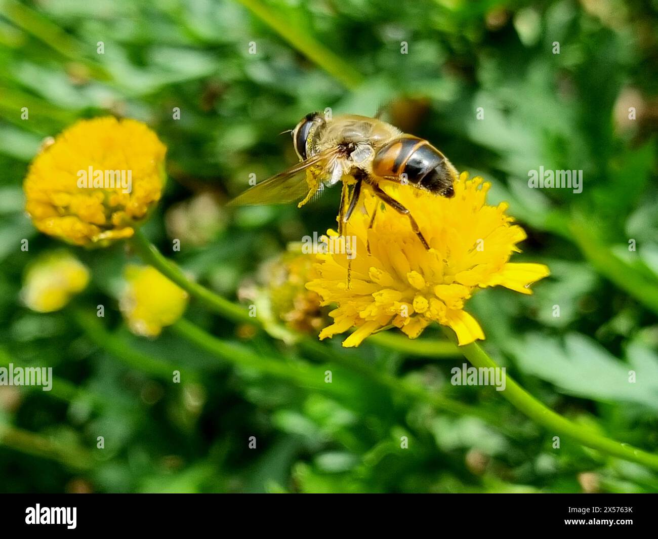 Auf der gelben Blüte im Frühling und an einem regnerischen Tag eine Biene Stockfoto