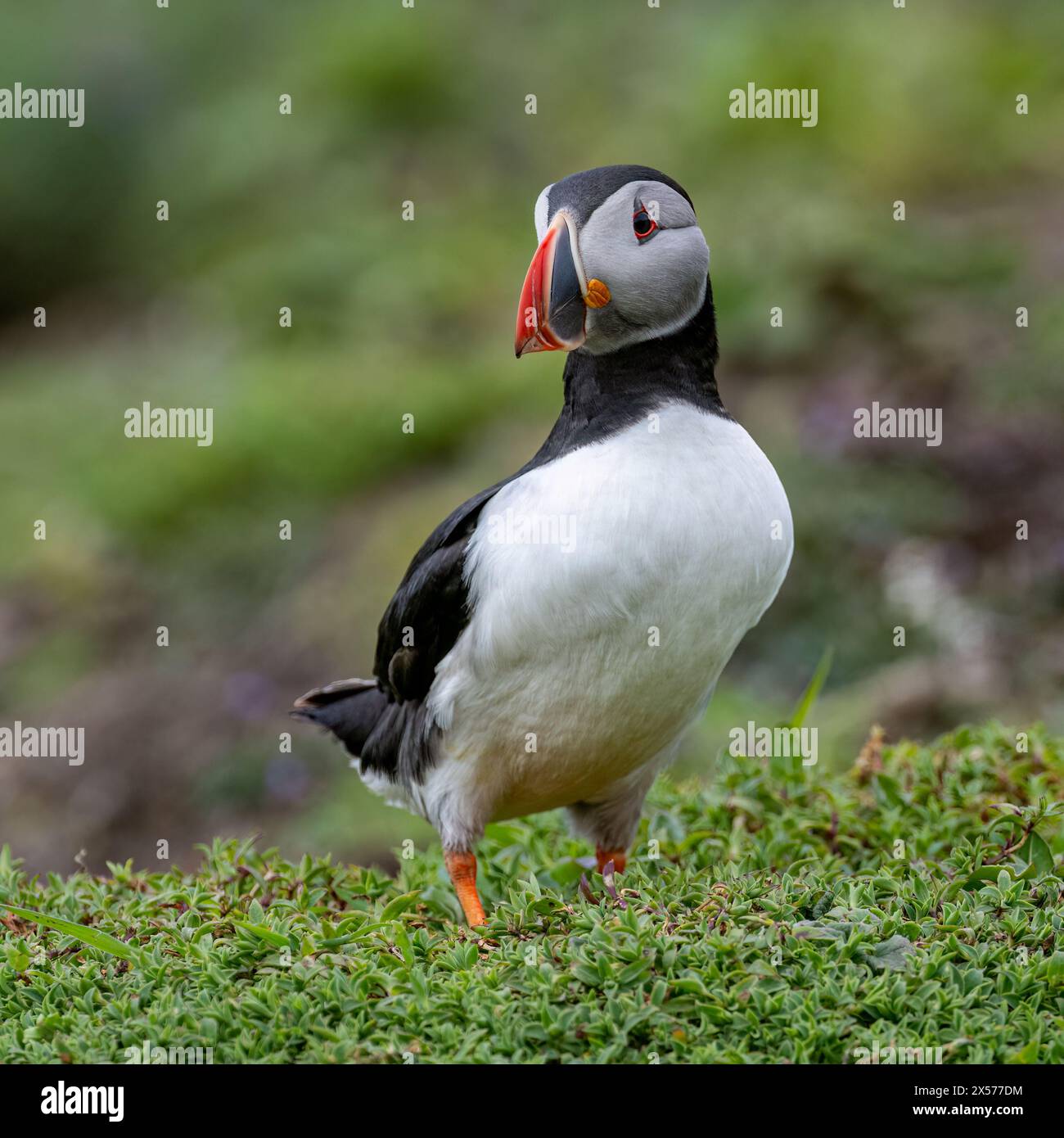 Puffin Stockfoto