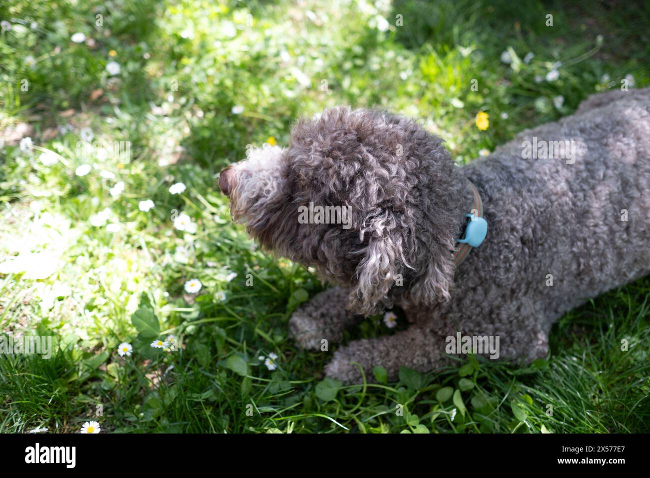 Ein Wasserhund ruht auf dem grünen Gras mit einem Bluetooth-Tracker oder Smart-Tracker am Kragen, damit der Besitzer sich beruhigt Stockfoto