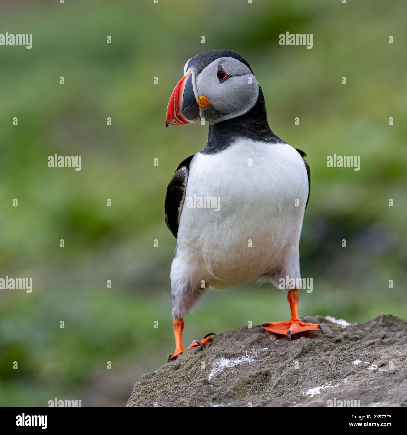 Puffin Stockfoto