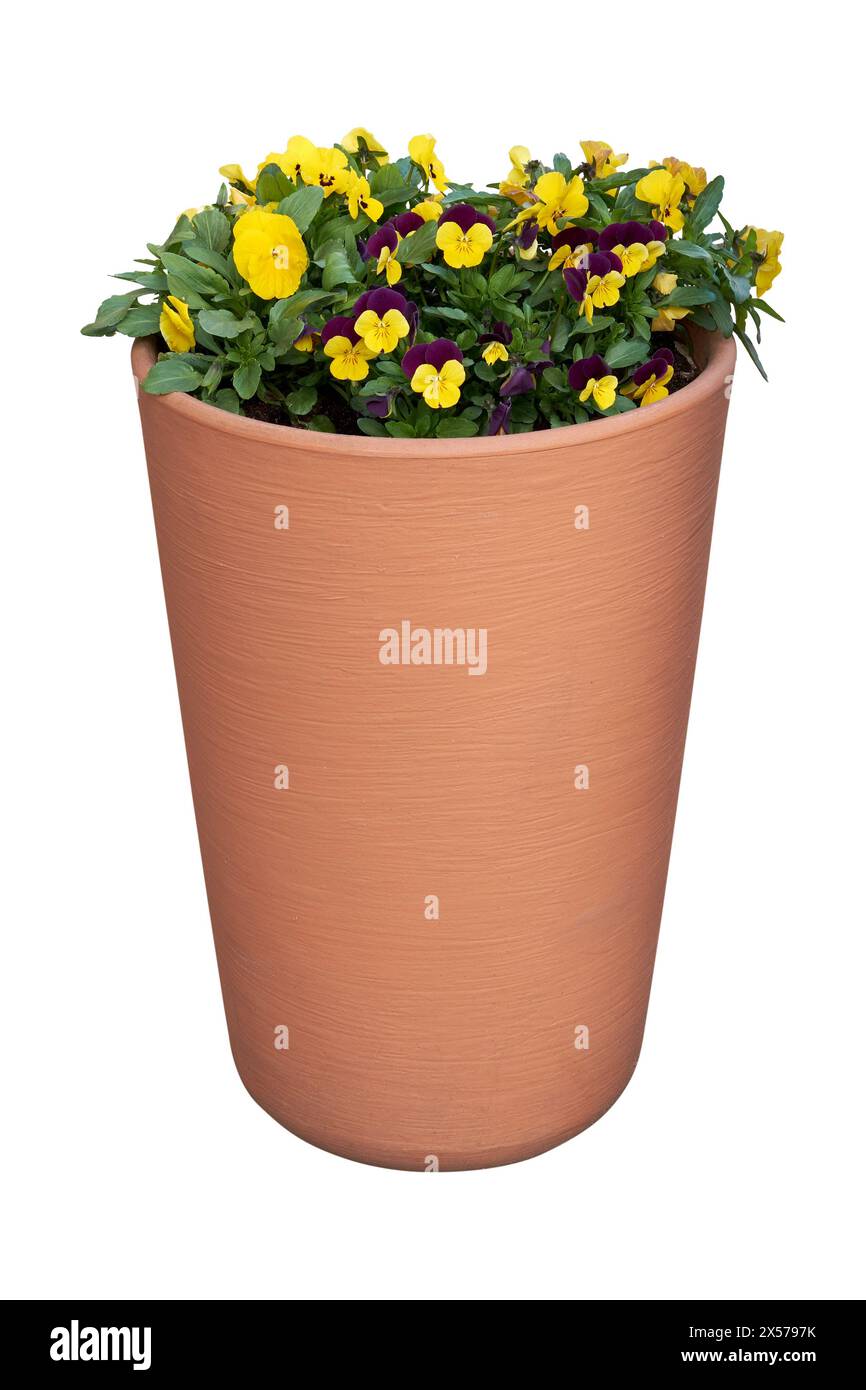 Schöne Stiefmütterchen, Veilchen, Violen, die im Blumentopf wachsen. Viola Trikolore Frühlingsblumen im Blumentopf, isoliert auf weiß. Städtische Landschaftsgestaltung e Stockfoto