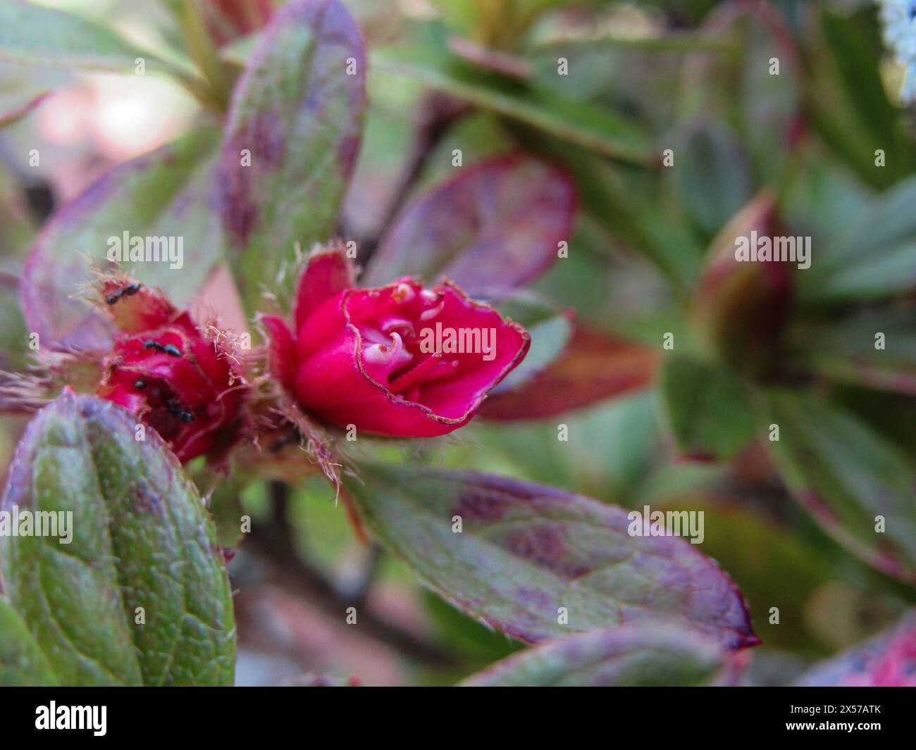 Im Garten des Bauernhofs, Blumen mit roten Blütenblättern, einige Insekten landen, einen Teil des Blütenblattes essen, grüne Blätter mit violetten und lilafarbenen Flecken. Stockfoto