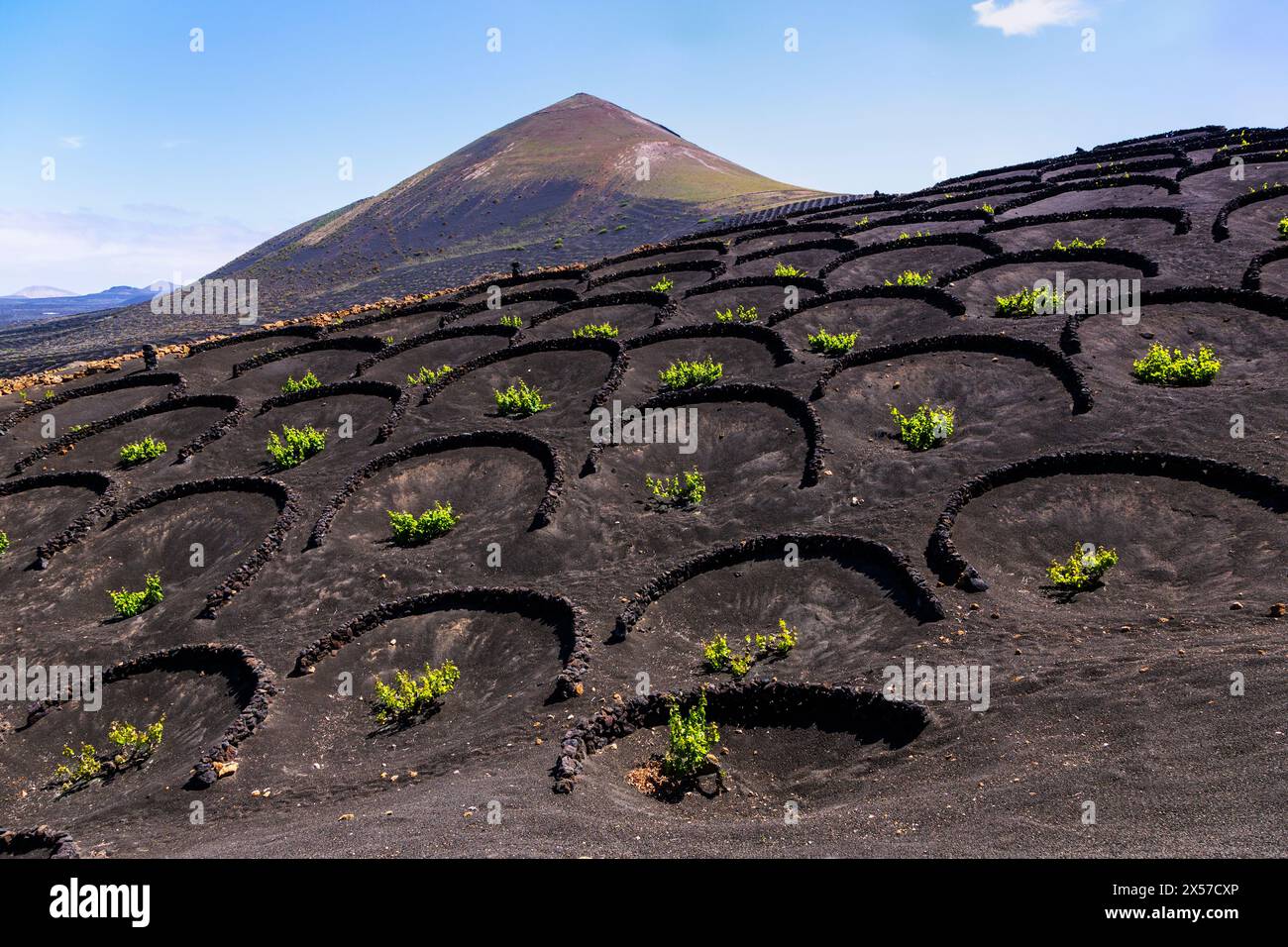 Feuchtefallen der Weinrebe auf vulkanischen Böden, La Geria, Lanzarote, Kanarischen Inseln, Spanien Stockfoto