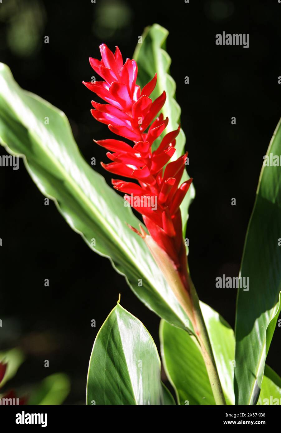 Roter Ingwer, Alpinia purpurata, Zingiberaceae. Auch Straußenfedern und rosa Kegel Ginger genannt. Manuel Antonio, Costa Rica, Mittelamerika. Stockfoto