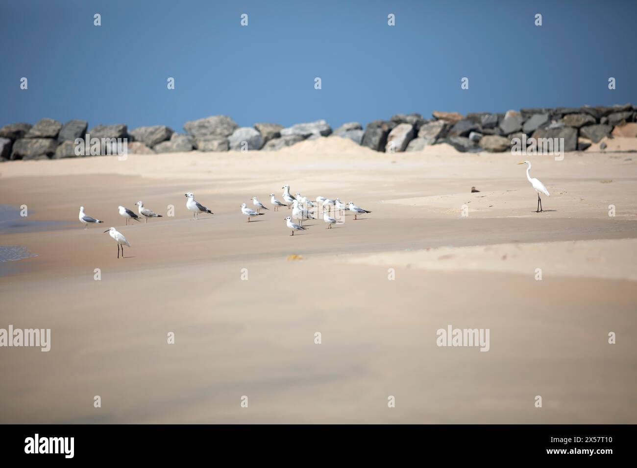 Reiher (Ardea alba, Syn.: Casmerodius albus, Egretta alba), Whiskered Terns (Chlidonias hybrida) und Möwen (Larinae) am Strand Marari oder Strand Stockfoto