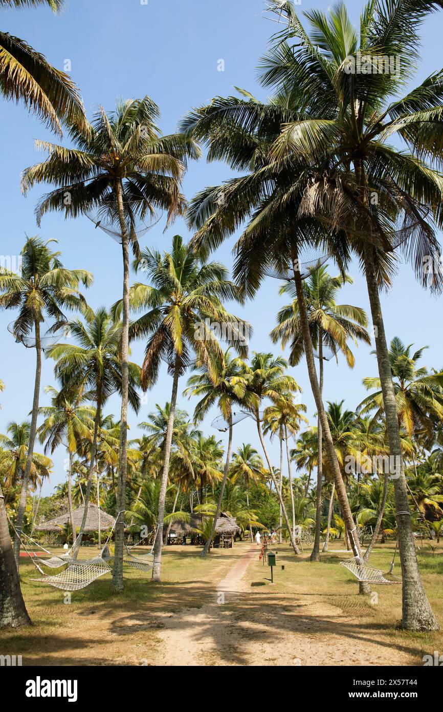 Coconut Palm Avenue im Marari Beach Resort, Mararikulam, Alleppy, Kerala, Indien Stockfoto