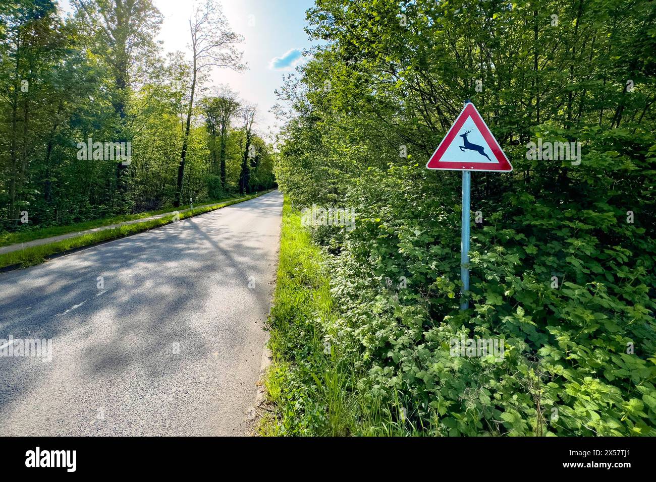 Verkehrszeichen Warnschild Wildkreuzung steht neben einer geraden schmalen Straße durch Waldstraße im Frühjahr, Deutschland Stockfoto