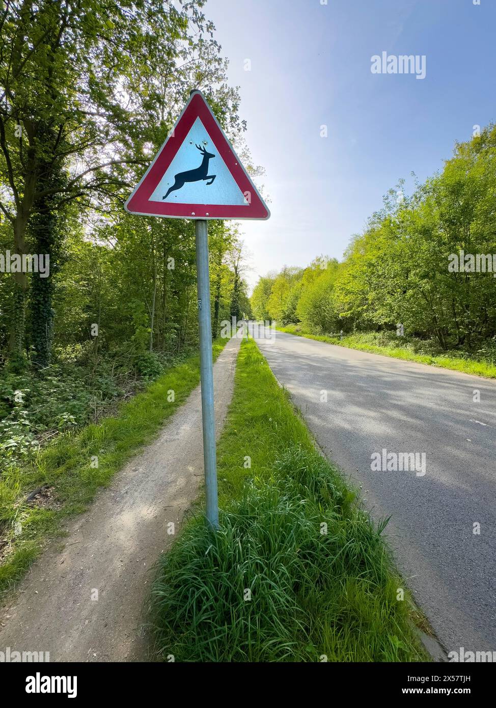 Verkehrszeichen Warnschild Wildkreuzung steht neben einer geraden schmalen Straße durch Waldstraße im Frühjahr, Deutschland Stockfoto