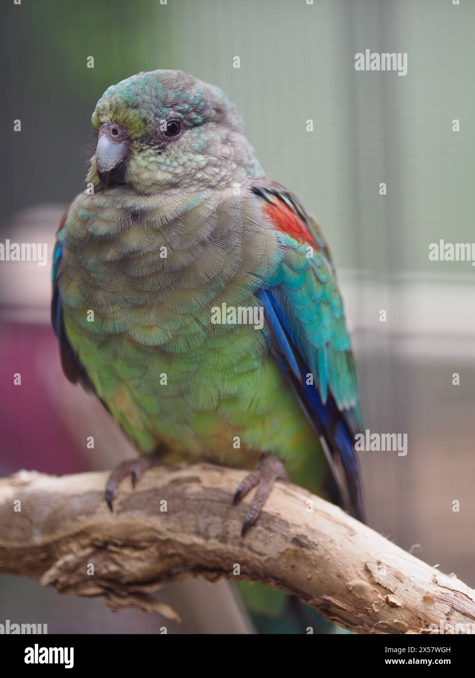 Spektakulärer, wunderschöner weiblicher Mulga-Papagei mit hellen Augen und weichem, gedämpftem Gefieder. Stockfoto