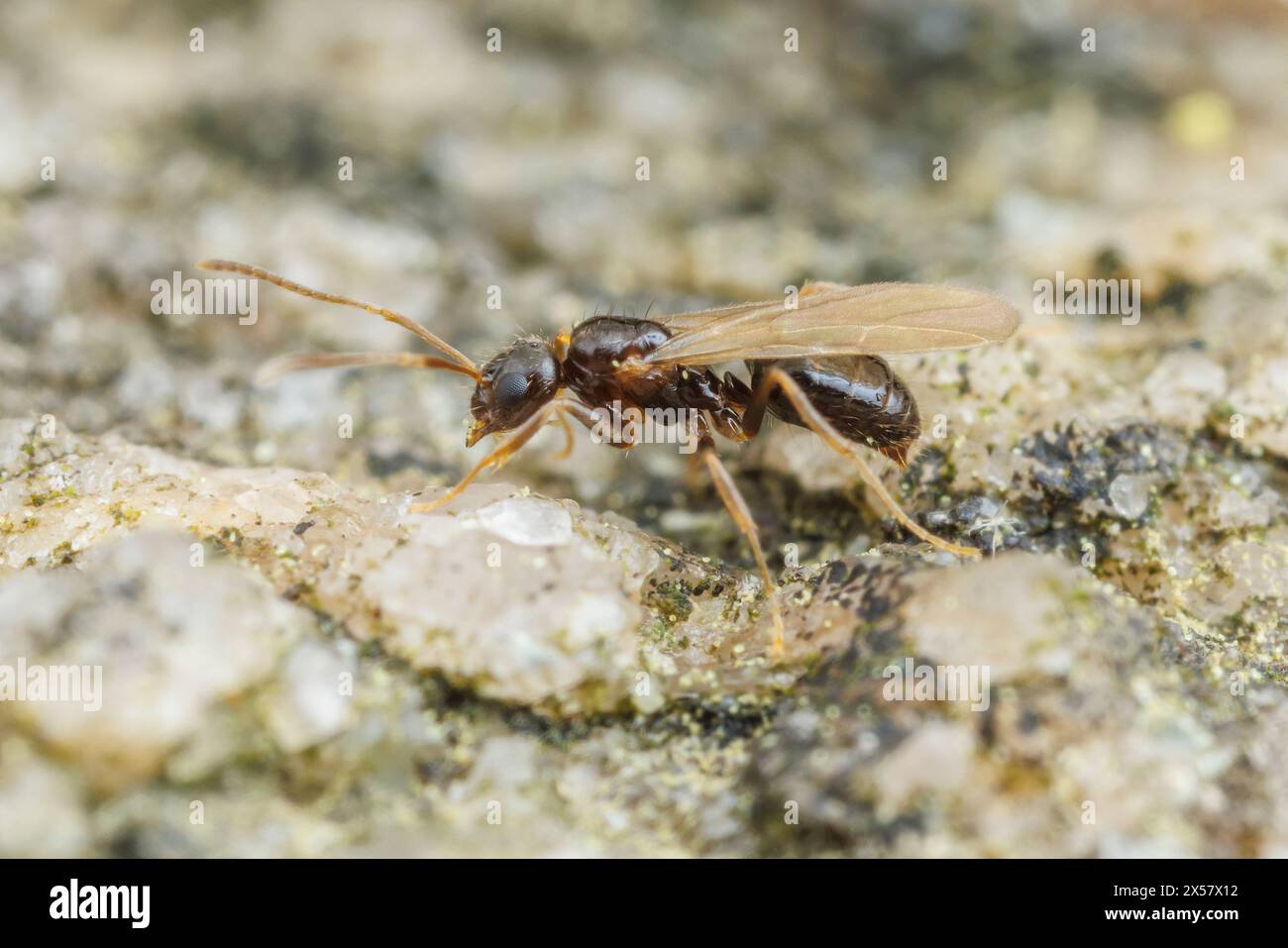 Eine männliche verrückte Ant (Nylanderia flavipes) während eines Hochzeitsfluges. Stockfoto