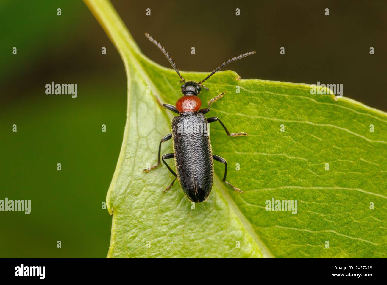 Feuerfarbener Käfer (Pedilus lugubris) Stockfoto