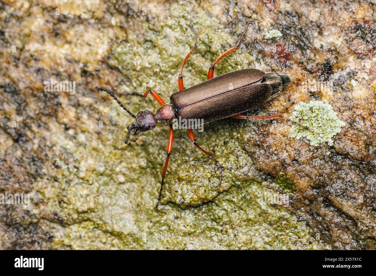 Blisterpackung Käfer (Lytta aenea) Stockfoto