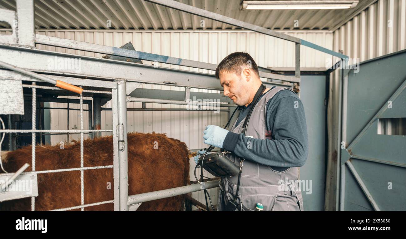 Ein Tierarzt gibt einer Kuh geschickt eine Injektion und stimuliert sie vor der künstlichen Besamung von Nutztieren Stockfoto