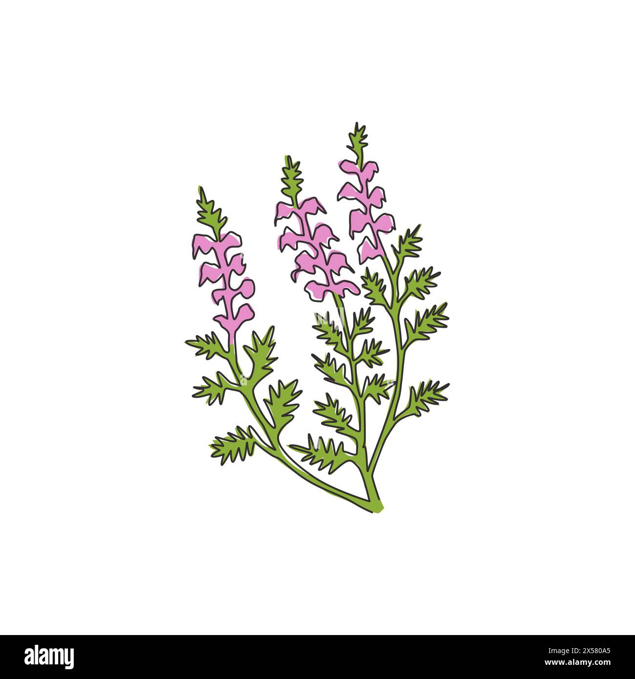 Eine durchgehende Linienzeichnung von Beauty Fresh Common Heather für Wohnkultur Wandbild Poster. Dekorative calluna vulgaris Blume für Einladungswagen Stock Vektor