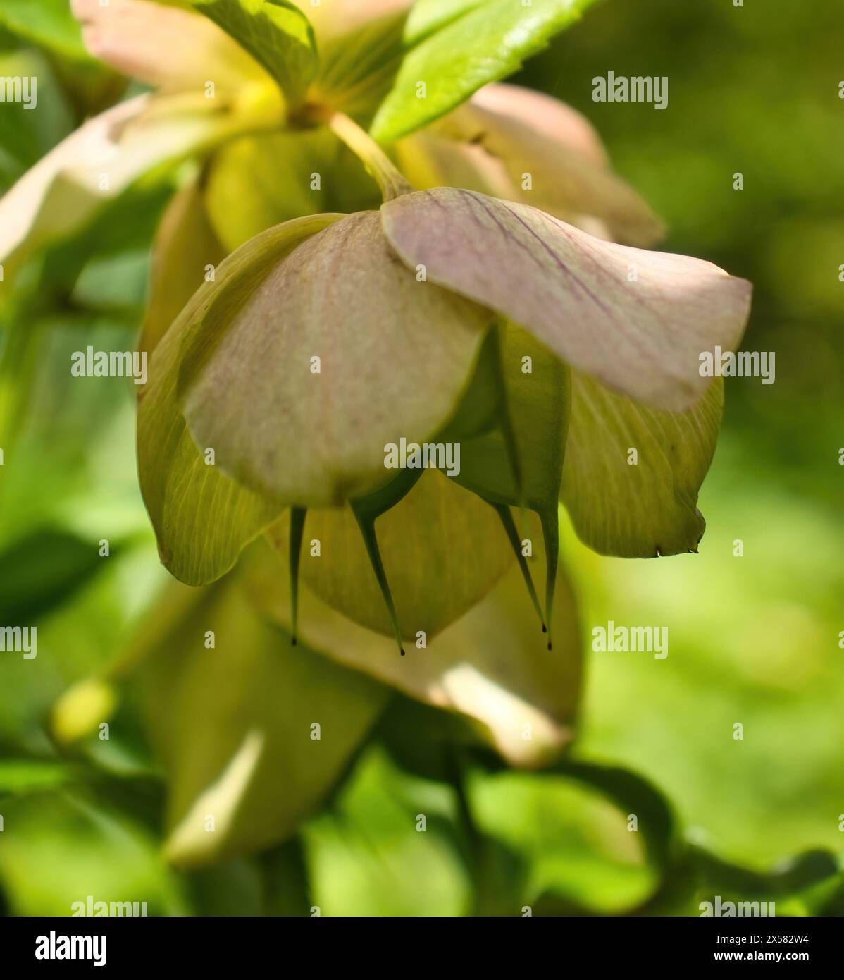 Helleborus in den Hermannshofgärten in Weinheim. Stockfoto