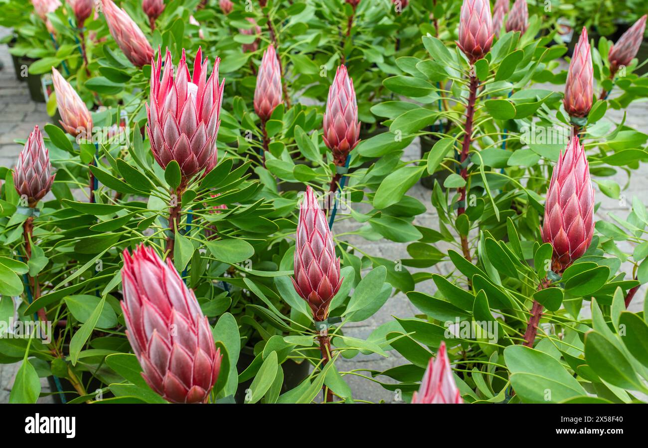 Protea cynaroides Pflanze mit Blüte. Ist die Nationalblume Südafrikas. Stockfoto