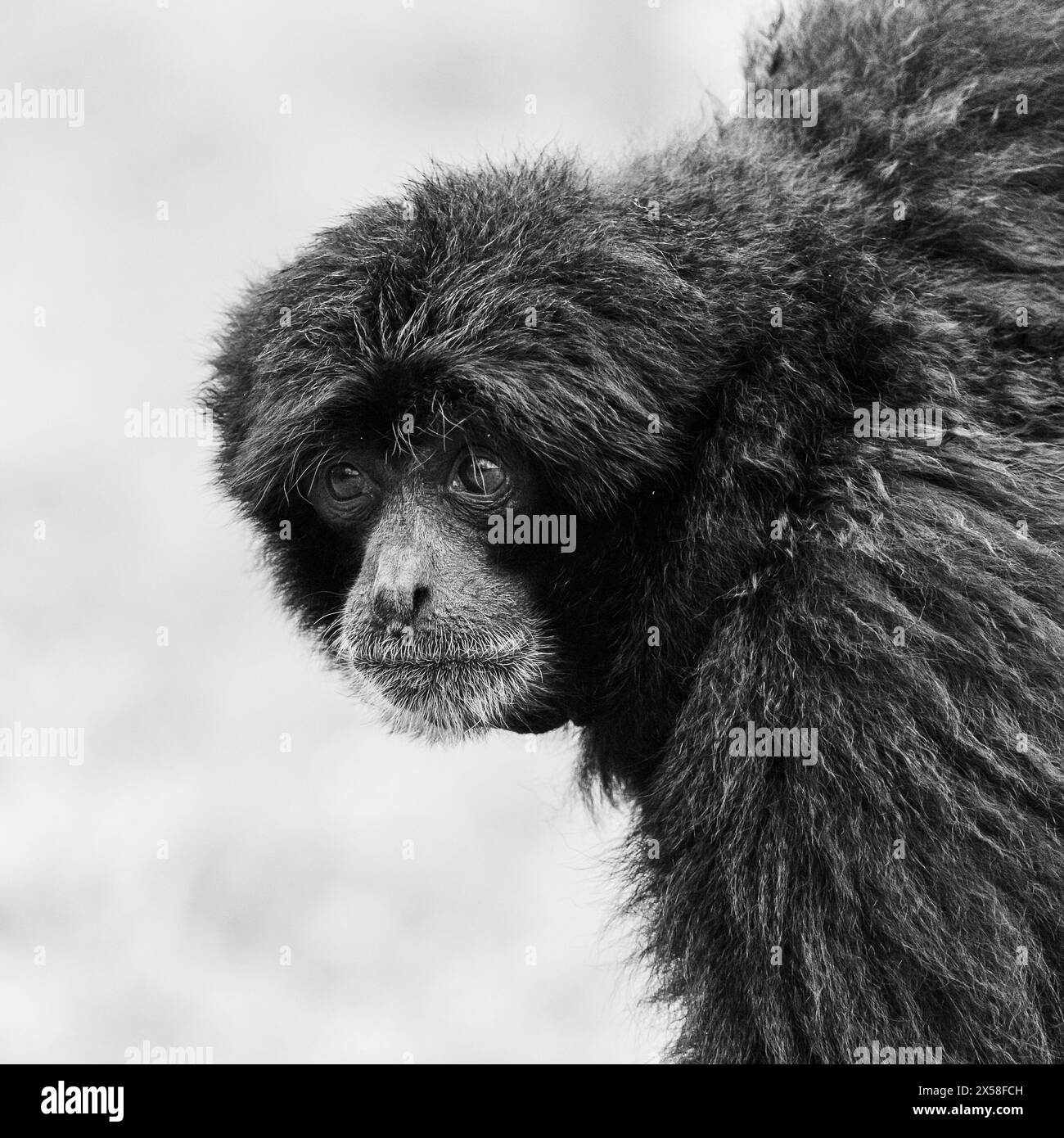 Einfarbiges Porträt eines Siamang-Affen, der in die Ferne blickt. Stockfoto