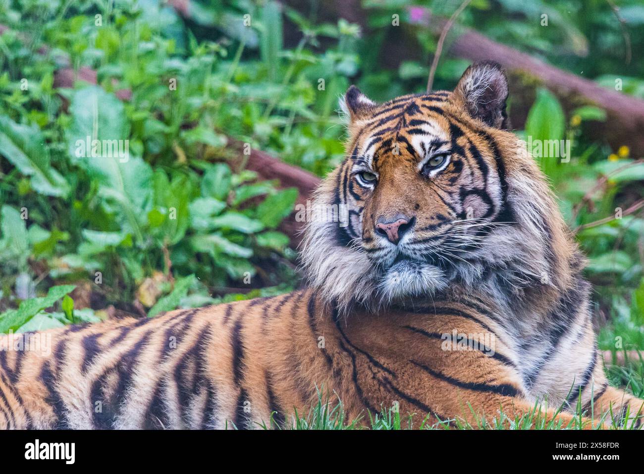 Nahaufnahme eines Sumatra-Tigers, der im Gras fault. Stockfoto