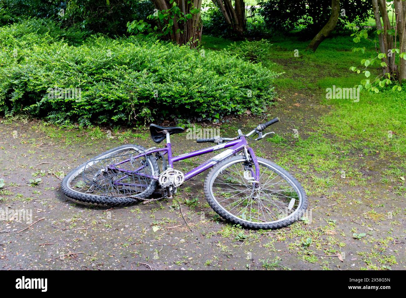Verlassenes, kaputtes, lila Mountainbike, das auf einem schlammigen Boden liegt, umgeben von grünem Laub in einem Park. Cambridge, England, Großbritannien Stockfoto