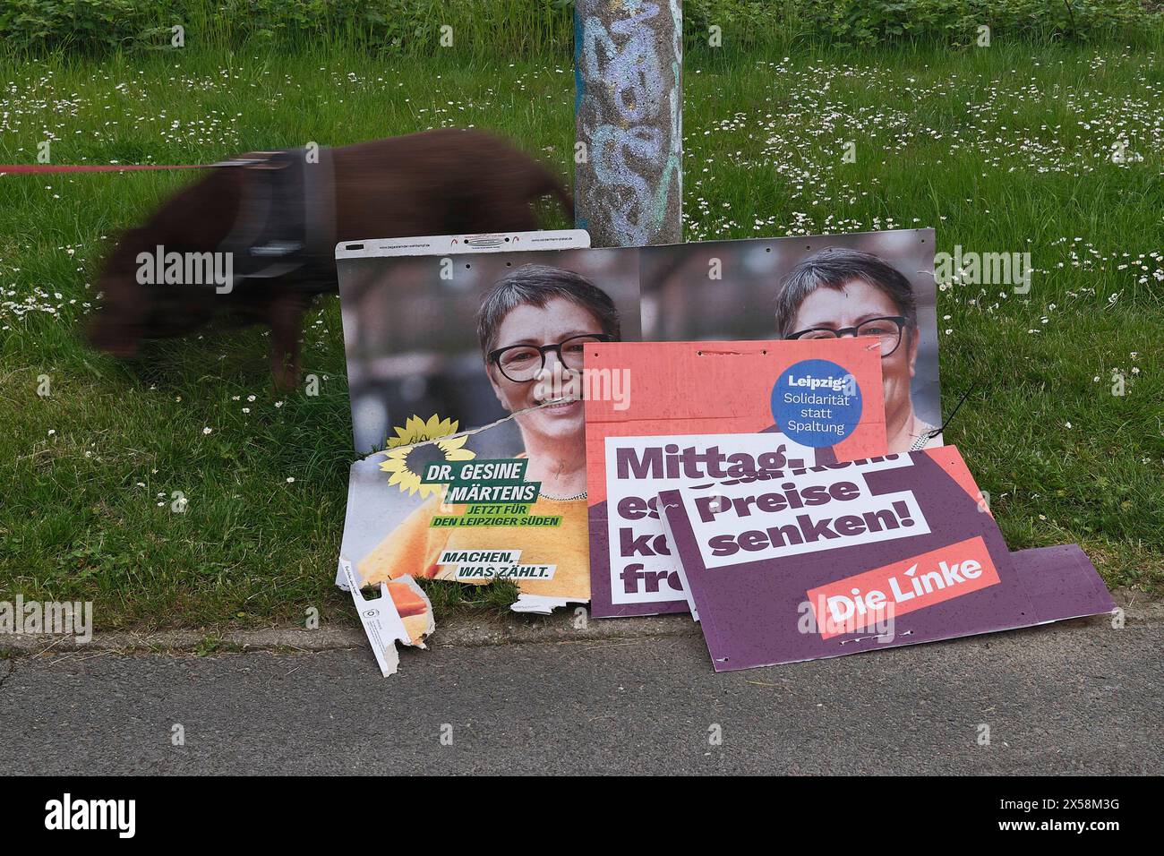 Leipzig, 30.04.2024 Abgerissene Wahlplakate liegen am Boden vor einer grünen Wiese neben einem Laternenmast im Leipziger Stadtteil Lößnig, ein Mann mit Hund geht dahinter lang. Europawahl 2024 und Stadtratswahl in Leipzig am 09.06.2024 Dr. Gesine MÄRTENS Bündnis 90/die Grünen die Linke Sachsen Deutschland *** Leipzig, 30 04 2024 Risse Wahlplakate liegen auf dem Boden vor einer grünen Wiese neben einem Lampenträger im Leipziger Stadtteil Lößnig. ein Mann mit Hund läuft hinter ihnen die Europawahlen 2024 und die stadtratswahlen in Leipzig am 09 06 2024 Dr. Gesine MÄR Stockfoto