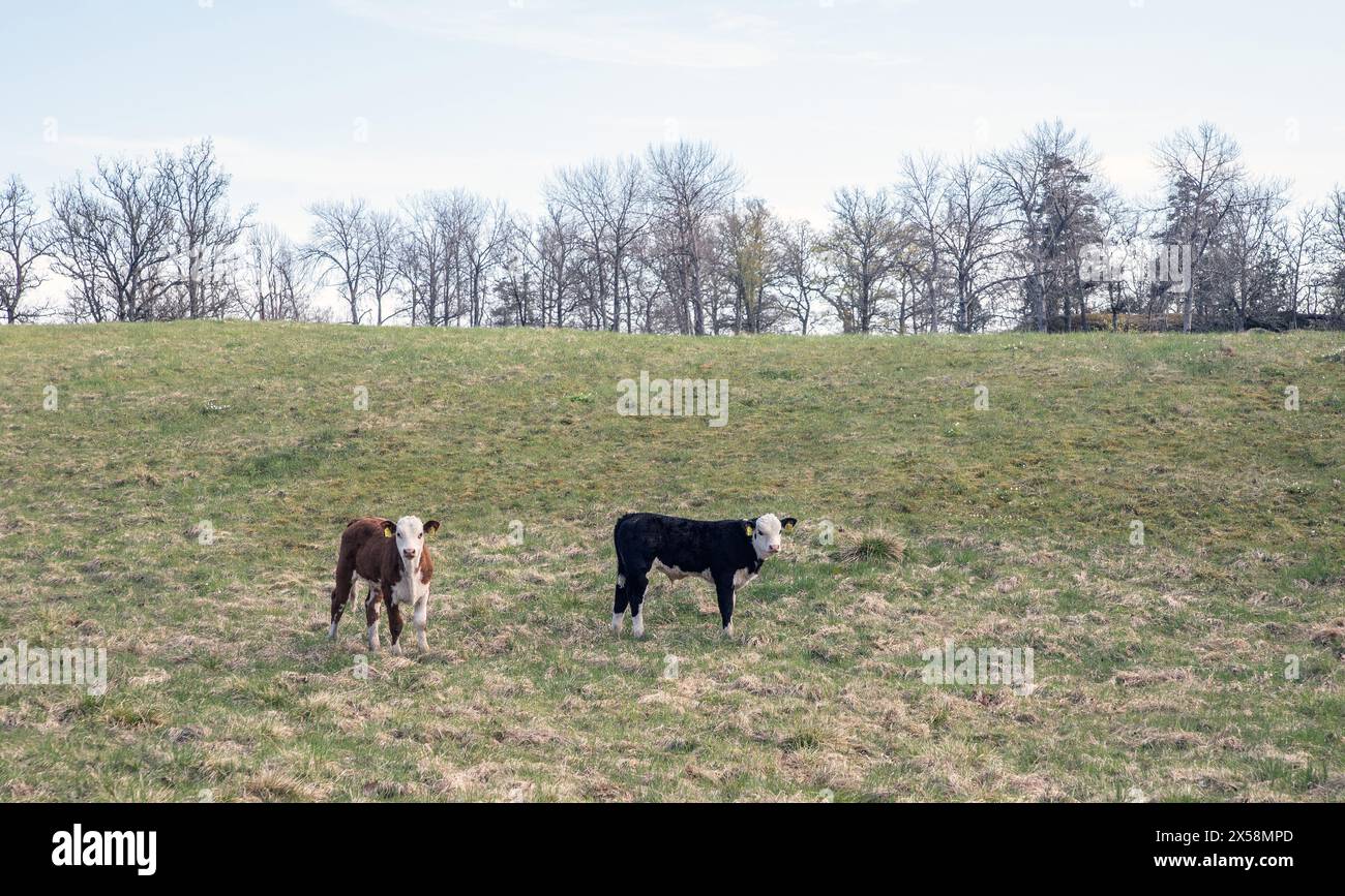 Zwei Kuhkälber auf grüner Weide Stockfoto